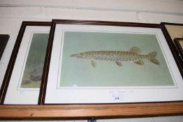 COLOURED PRINTS OF FISH, PIKE AND TENCH, FRAMED AND GLAZED