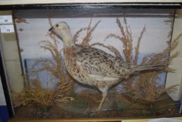 TAXIDERMY OF A FEMALE PHEASANT