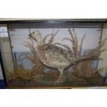 TAXIDERMY OF A FEMALE PHEASANT