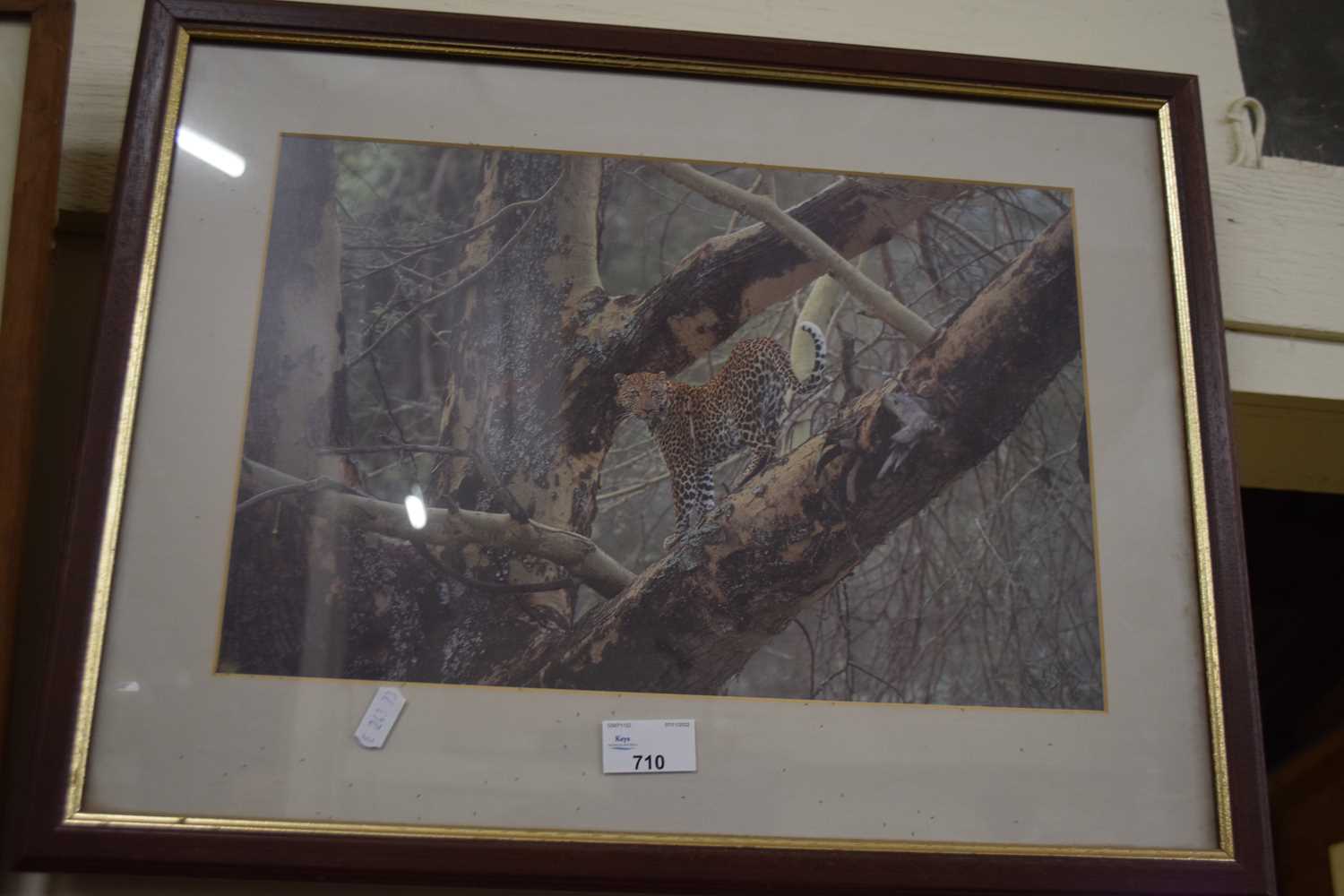 Roger Tidman, study of a leopard, photographic print limited edition 71 of 200, framed and glazed