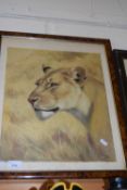 Study of a lioness, framed and glazed