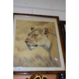 Study of a lioness, framed and glazed