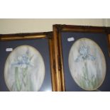 Pair of framed studies, Iris flowers