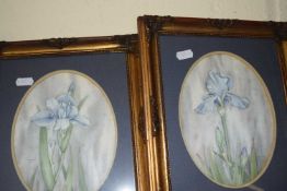 Pair of framed studies, Iris flowers