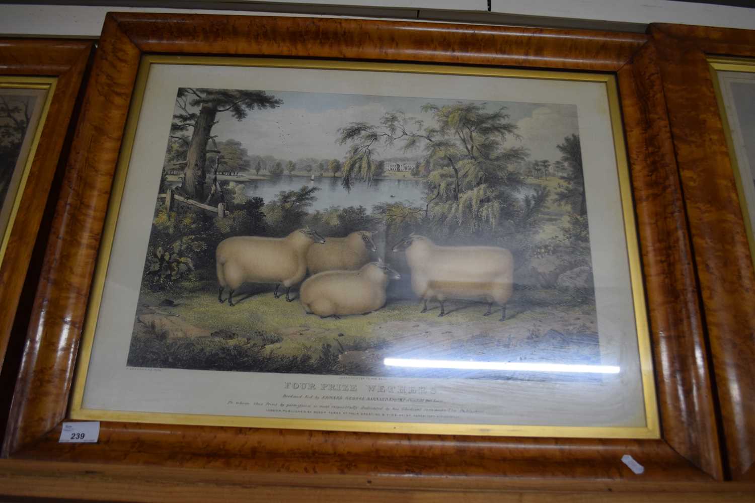 Coloured print of sheep, Four Prize Wethers, set in a maple frame