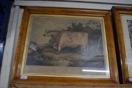 19th Century coloured engraving of a bull, The Duke of Northumberland set in a maple frame