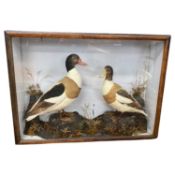 Late 19th/early 20th Century taxidermy pair of shelduck set in naturalistic surroundings, 76cm wide