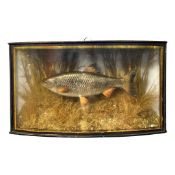 Taxidermy interest, small fish in wooden case