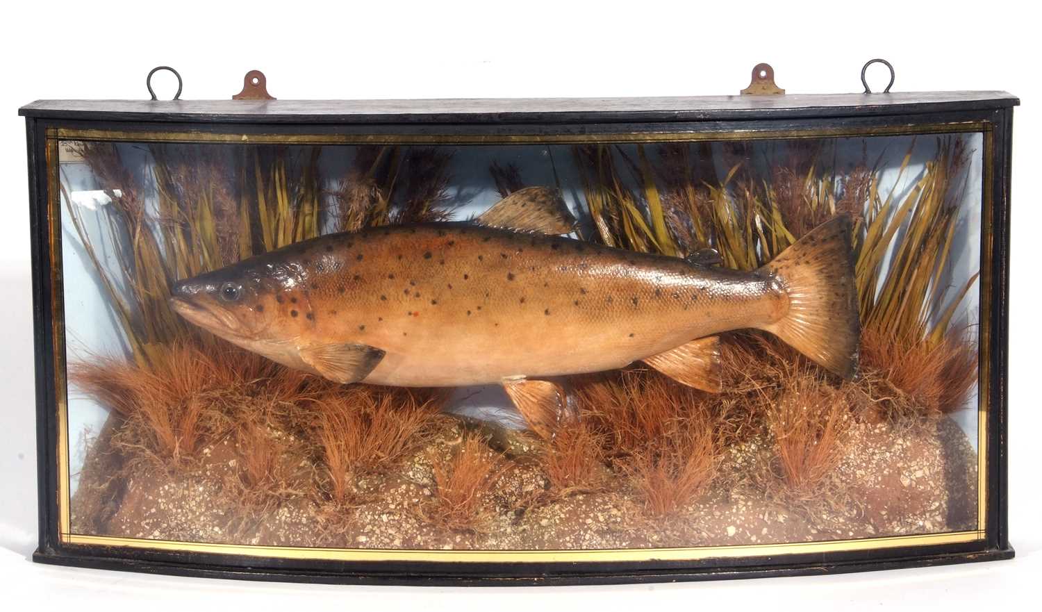 A Taxidermy cased ‘Brown Trout’ (Salmo trutta) Possibly Plaster cast/carved from the Kennet, - Image 2 of 2