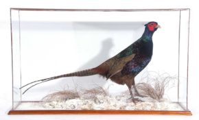 Modern taxidermy cased Melanistic Mutant Pure Breed pheasant in cased naturalistic winter setting