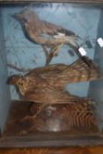 19th Century taxidermy display Sparrowhawk with a Blue Tit and an accompanying Jay in a naturalistic