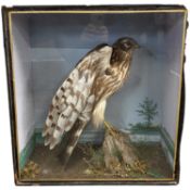 Taxidermy - A Victorian cased female hen harrier set in a naturalistic surrounding