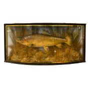 A Taxidermy cased ‘Brown Trout’ (Salmo trutta) Possibly Plaster cast/carved from the Kennet,