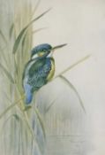 Roland Green (British 1890-1972), A kingfisher perched on reeds, chromolithograph, signed in