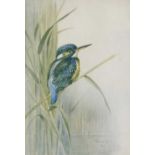 Roland Green (British 1890-1972), A kingfisher perched on reeds, chromolithograph, signed in