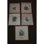 Collection of ornithological prints