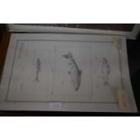 Mixed Lot: Various framed studies of salmon and other assorted pictures