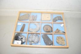 Display case containing various fossils