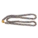 Single row of cultured fresh water grey pearls of irregular shape to a gilt metal clasp, 30cm long