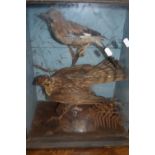 19th Century taxidermy display Sparrowhawk with a Blue Tit and an accompanying Jay in a naturalistic