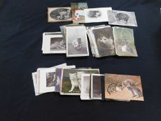 Shoebox - 300 plus picture postcards mainly animals including a good quantity of cats plus some
