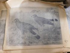 Box: 27 vintage ornithological printing plates for illustrations by Henrik Glonvold, approx 260 x