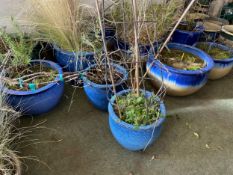Quantity of garden pots - BLUE coloured. All from house clearance - as found - some might have