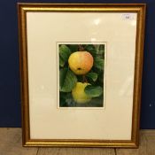 Nigel Ashcroft (British, Contemporary) "Apple Tree", Watercolour, Signed with monogram lower