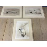 CLAIRE SANDERS, Watercolour, set of 3 of Ibex, signed in pencil lower right, framed and glazed, 36 x