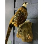 Taxidermy of a Reeves pheasant , mounted on a wooden tree stump