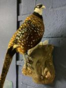 Taxidermy of a Reeves pheasant , mounted on a wooden tree stump