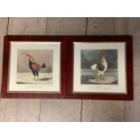 A pair of framed etching prints of prized fighting cocks, The Cheshire Pile and Yorkshire Hero in