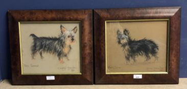 Pair of glazed framed charcoal/chalk portrait drawings of terriers, one signed lower left Harvey