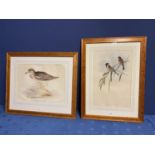 Two framed and glazed and mounted coloured prints of birds, "Thick -Kneed Bustard", and Reed