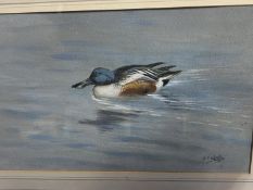 GEORGE LODGE ( 1860-1954 ), Watercolour, Shoveler Drake, 13 x 21cm, signed lower right, Rowland Ward