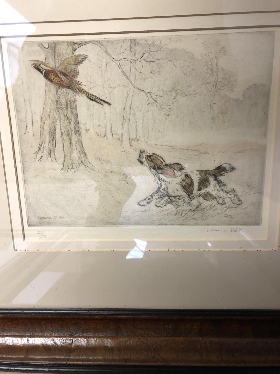After George Vernon Stokes (173-1954), set of 4 sporting prints, of gun dogs and hounds, image 20 - Image 4 of 6