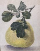 A still life watercolour of a Pear in a glazed frame, initialled MV lower right 20 cm x 16.5 cm