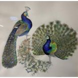M CLUTTERBUCK (British xx) a pair of watercolour pencil on paper of peacocks and exotic birds in