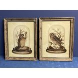 Pair of OKA Contemporary framed and glazed pictures of owls ,45x 41cm,