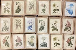 Set of 18 OKA botanical framed and glazed pictures