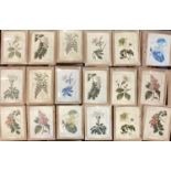 Set of 18 OKA botanical framed and glazed pictures