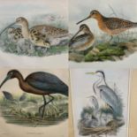 Four decorative bird prints, in glazed frames by J Gould and H Richter