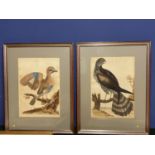 Two gilt glazed and framed prints of exotic birds, in a grey mount