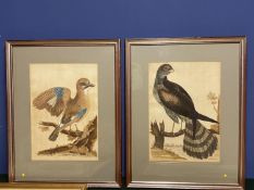 Two gilt glazed and framed prints of exotic birds, in a grey mount