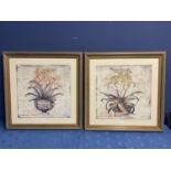 A pair of Contemporary framed and glazed pictures of fauna, Aloe Vera in a pot, signed Brandon, 62 x