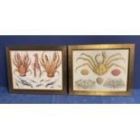 Pair of modern decorative gilt glazed framed prints of crustaceans, 40 x 52cm