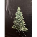 CHRISTMAS: Indoor Faux Christmas Tree - Babylon pine tree, height 2.1m (7ft) from John Lewis (please