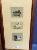 Archibald Thorburn (1860-1721), 3 watercolours mounted as one, "Ducks", one signed with initials,