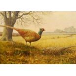 S.G. Anderson - Pheasants, oil on canvas, signed and dated 1972 lower left, 35.5 x 51cm