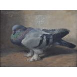 Niels Peter Rasmussen (Danish 1847-1918) - A Prize Pigeon, oil on canvas, signed with monogram upper